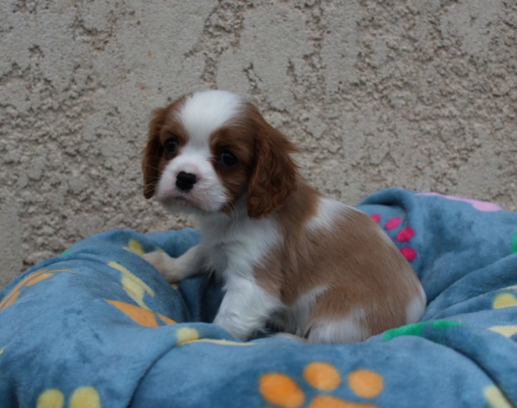 Du domaine des sylves - Chiot disponible  - Cavalier King Charles Spaniel