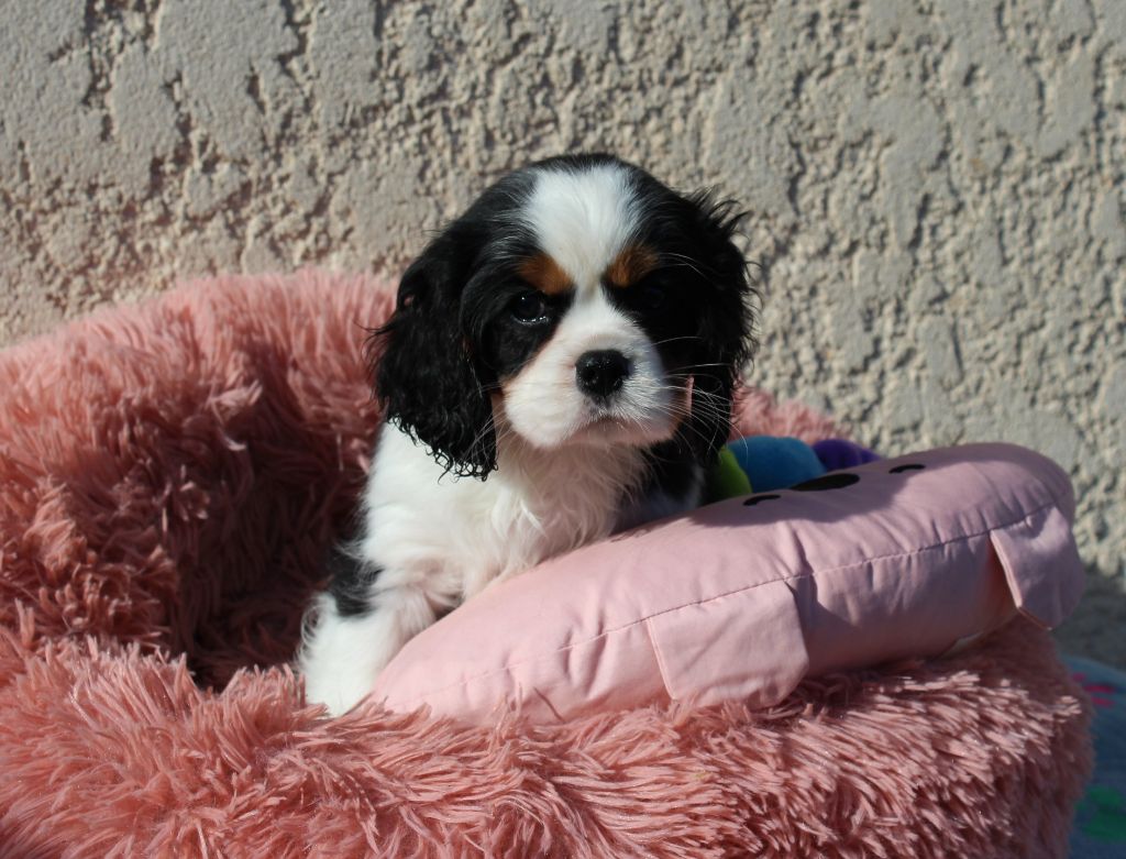 chiot Cavalier King Charles Spaniel Du domaine des sylves