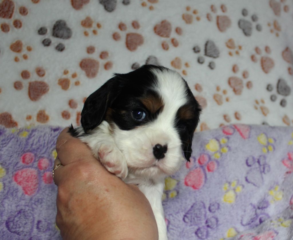 chiot Cavalier King Charles Spaniel Du domaine des sylves