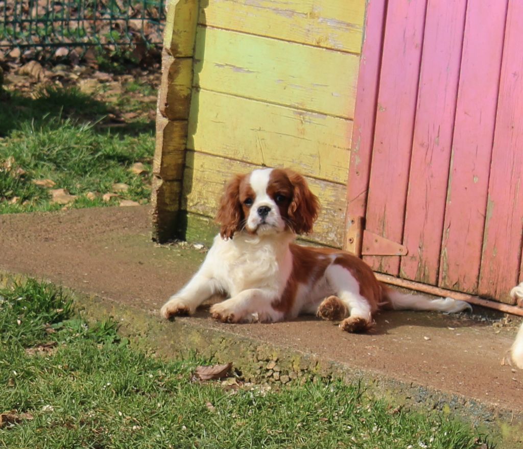 Du domaine des sylves - Chiot disponible  - Cavalier King Charles Spaniel