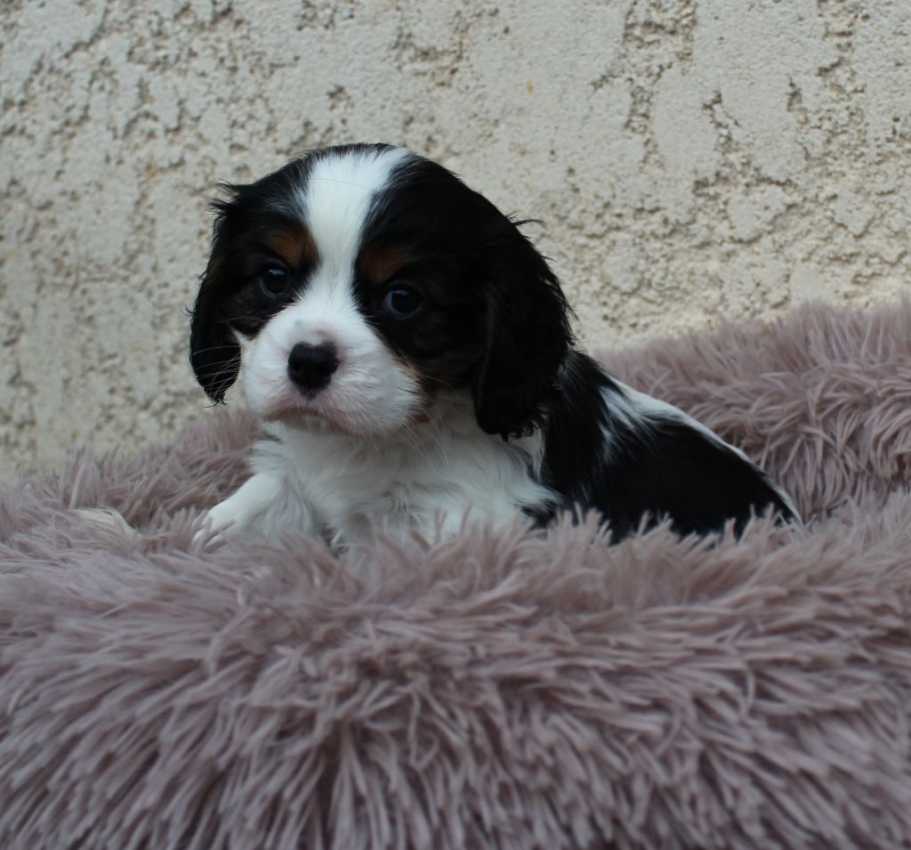 Du domaine des sylves - Chiot disponible  - Cavalier King Charles Spaniel