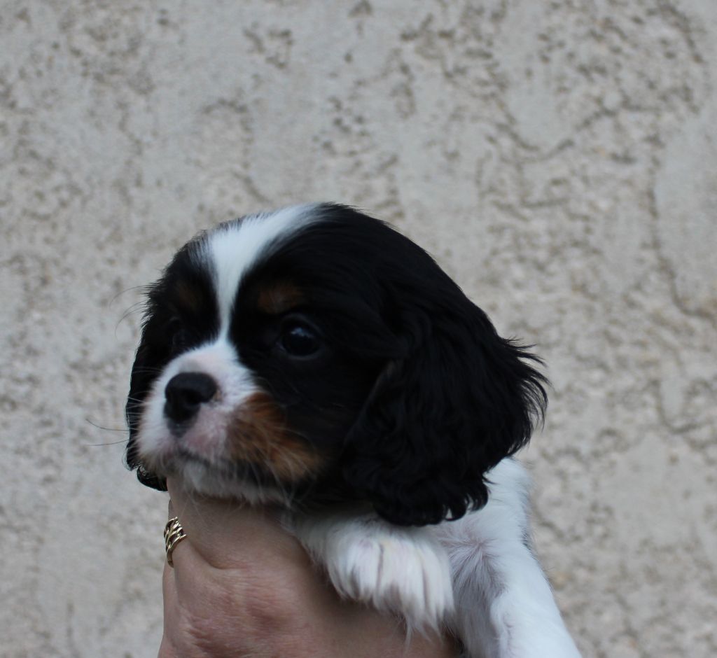 Du domaine des sylves - Chiot disponible  - Cavalier King Charles Spaniel