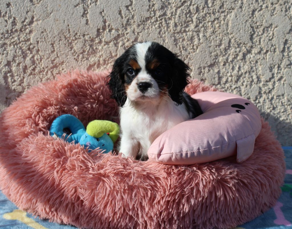 Du domaine des sylves - Chiot disponible  - Cavalier King Charles Spaniel