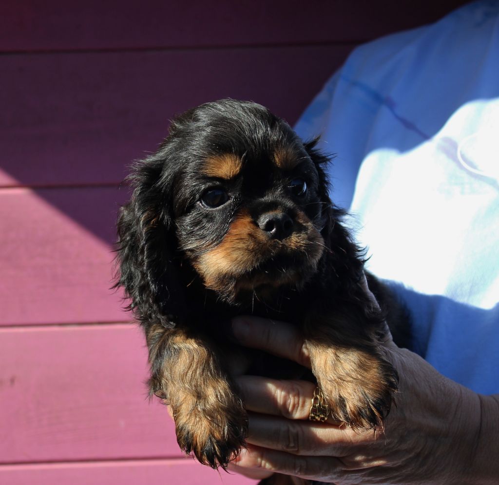 Du domaine des sylves - Chiot disponible  - Cavalier King Charles Spaniel