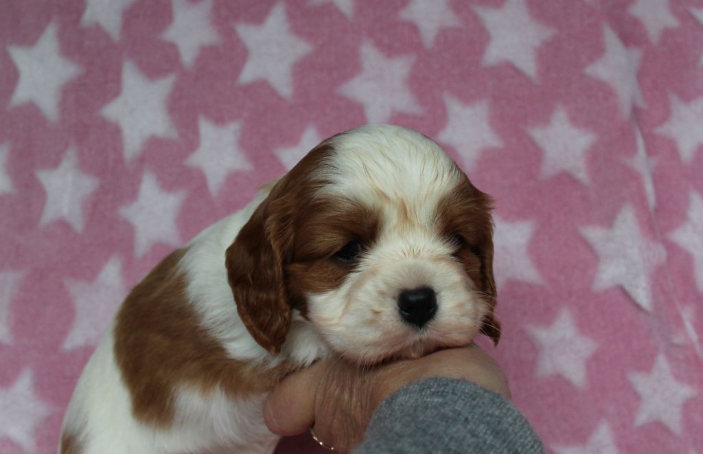 Du domaine des sylves - Chiot disponible  - Cavalier King Charles Spaniel