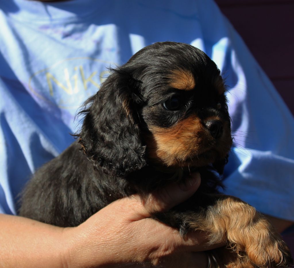 Du domaine des sylves - Chiot disponible  - Cavalier King Charles Spaniel