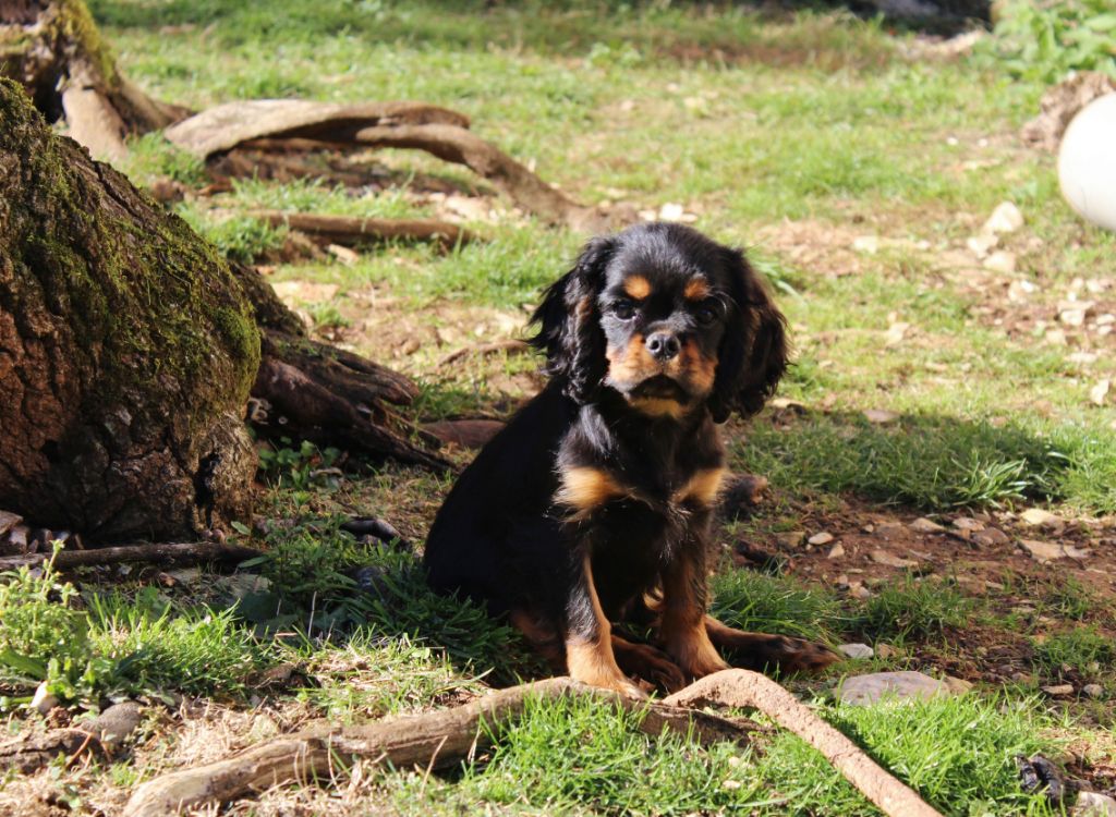 Du domaine des sylves - Chiot disponible  - Cavalier King Charles Spaniel