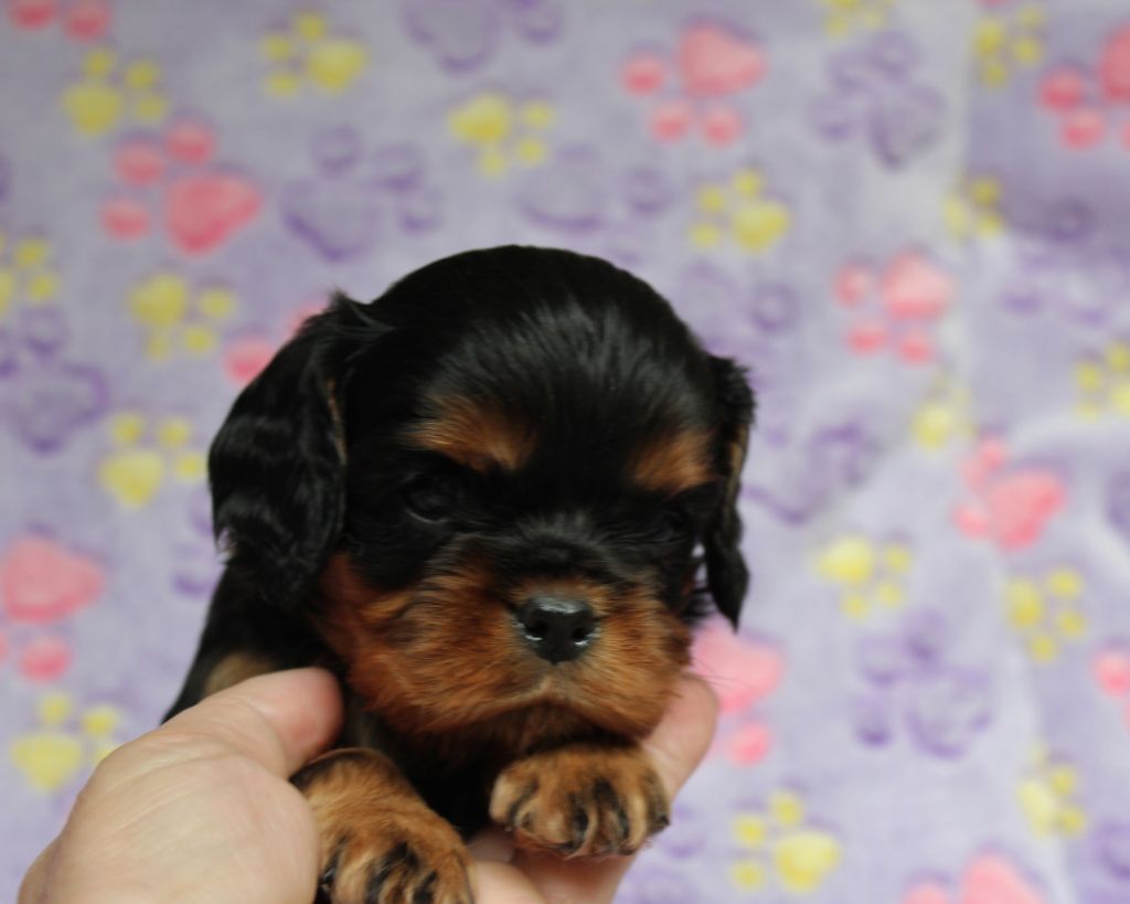 chiot Cavalier King Charles Spaniel Du domaine des sylves