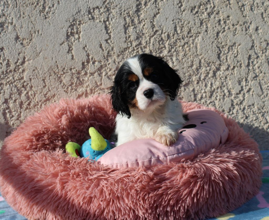 Du domaine des sylves - Chiot disponible  - Cavalier King Charles Spaniel