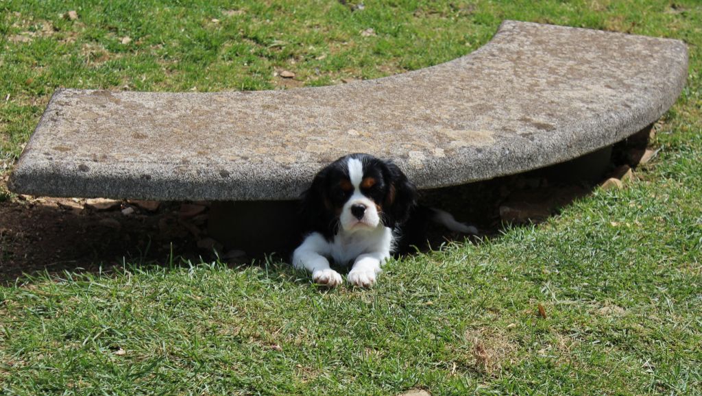 chiot Cavalier King Charles Spaniel Du domaine des sylves