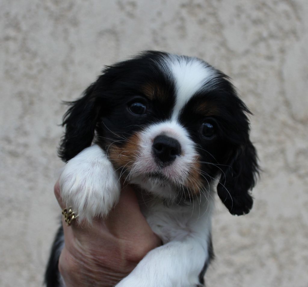 Du domaine des sylves - Chiot disponible  - Cavalier King Charles Spaniel