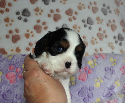 Du domaine des sylves - Cavalier King Charles Spaniel - Portée née le 02/10/2024