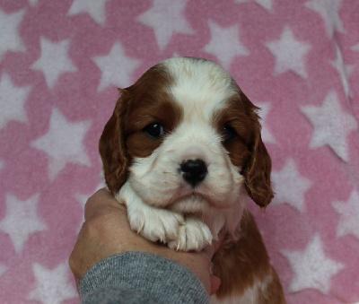 Du domaine des sylves - Cavalier King Charles Spaniel - Portée née le 14/10/2024