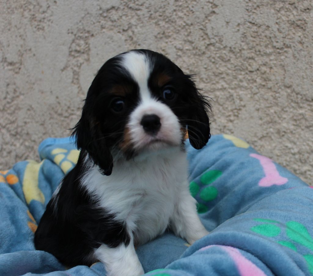 Du domaine des sylves - Chiot disponible  - Cavalier King Charles Spaniel