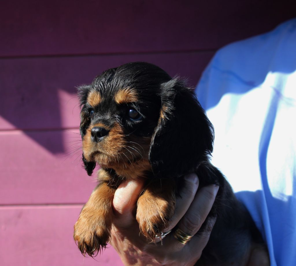 Du domaine des sylves - Chiot disponible  - Cavalier King Charles Spaniel