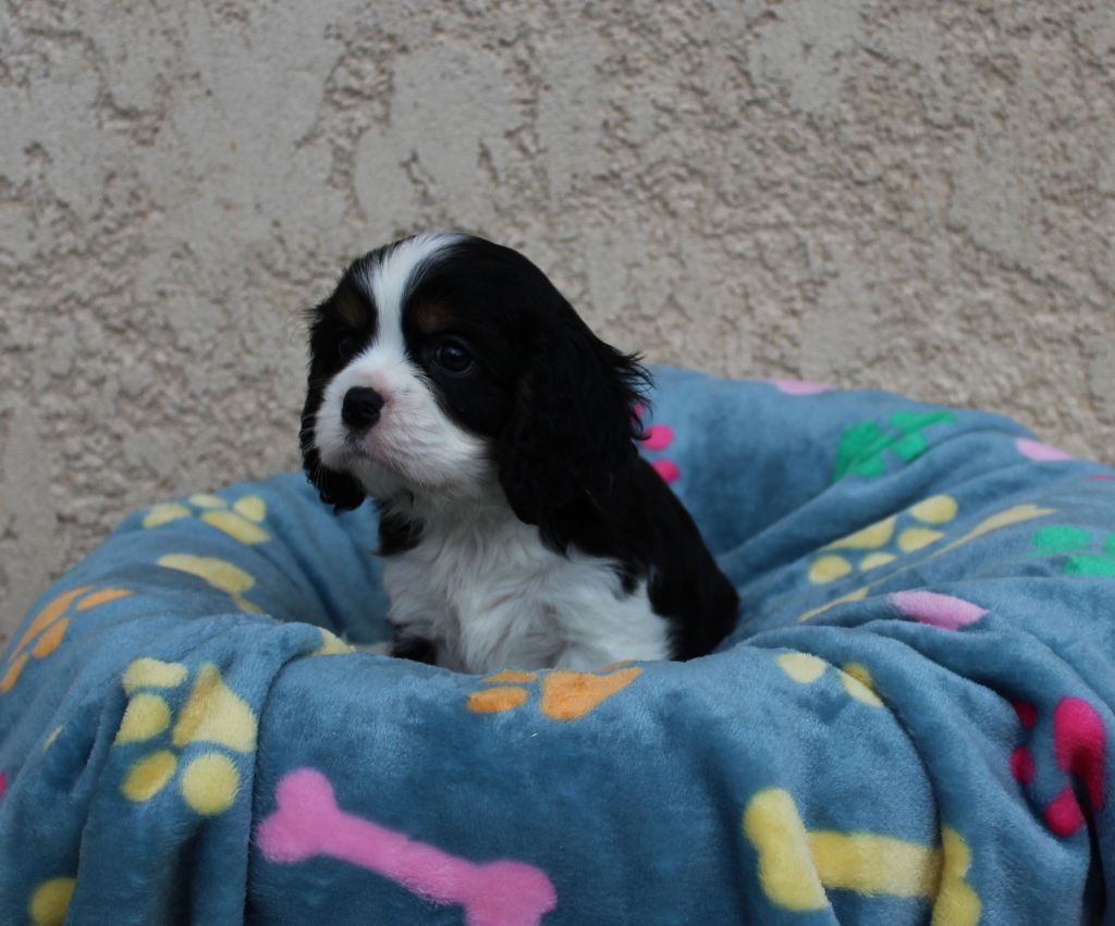 chiot Cavalier King Charles Spaniel Du domaine des sylves