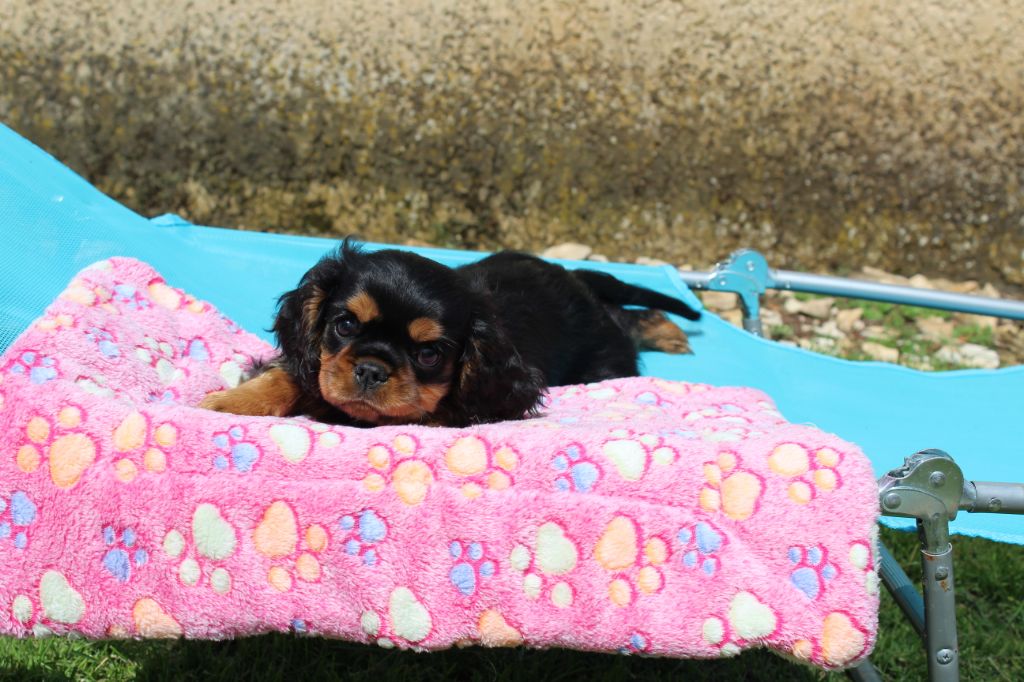 chiot Cavalier King Charles Spaniel Du domaine des sylves