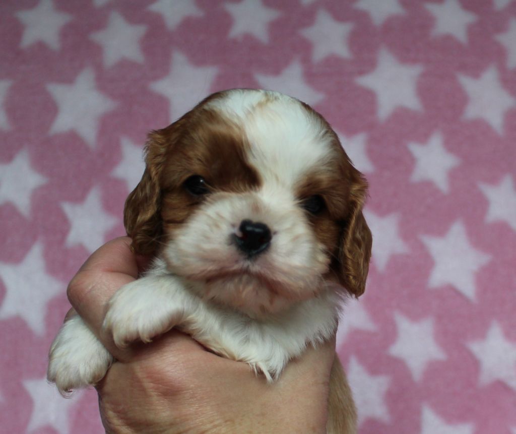 Du domaine des sylves - Chiot disponible  - Cavalier King Charles Spaniel