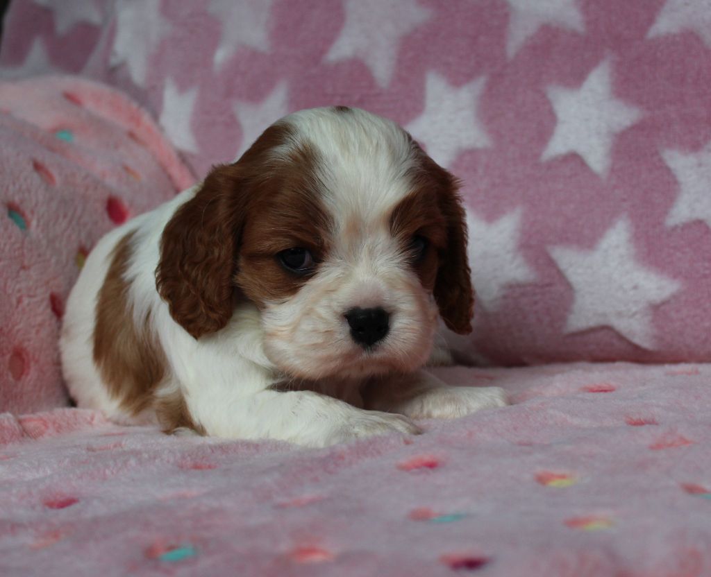 Du domaine des sylves - Chiot disponible  - Cavalier King Charles Spaniel