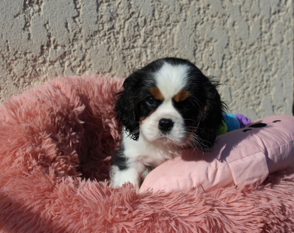 Du domaine des sylves - Chiot disponible  - Cavalier King Charles Spaniel