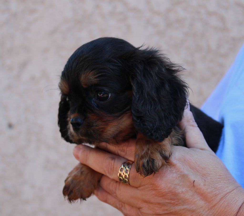 Du domaine des sylves - Chiot disponible  - Cavalier King Charles Spaniel