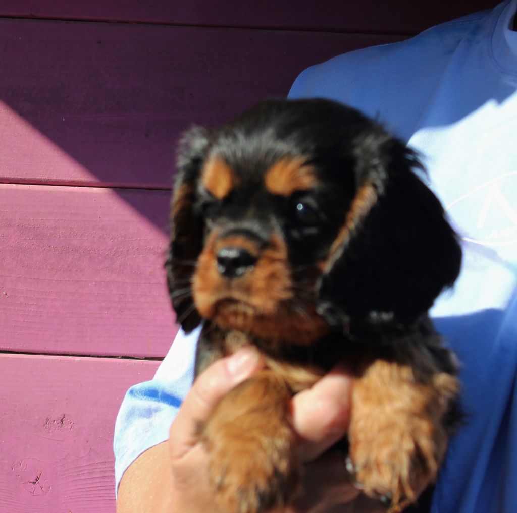 chiot Cavalier King Charles Spaniel Du domaine des sylves