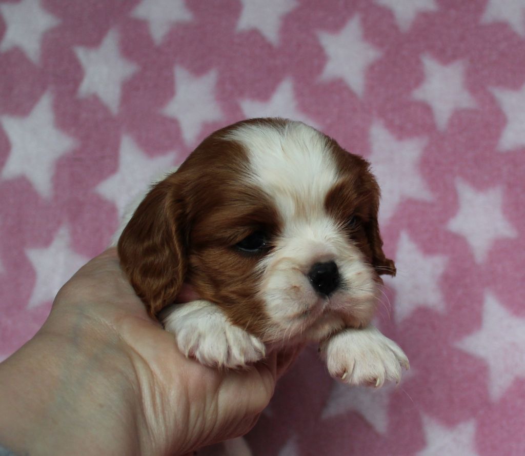 Du domaine des sylves - Chiot disponible  - Cavalier King Charles Spaniel