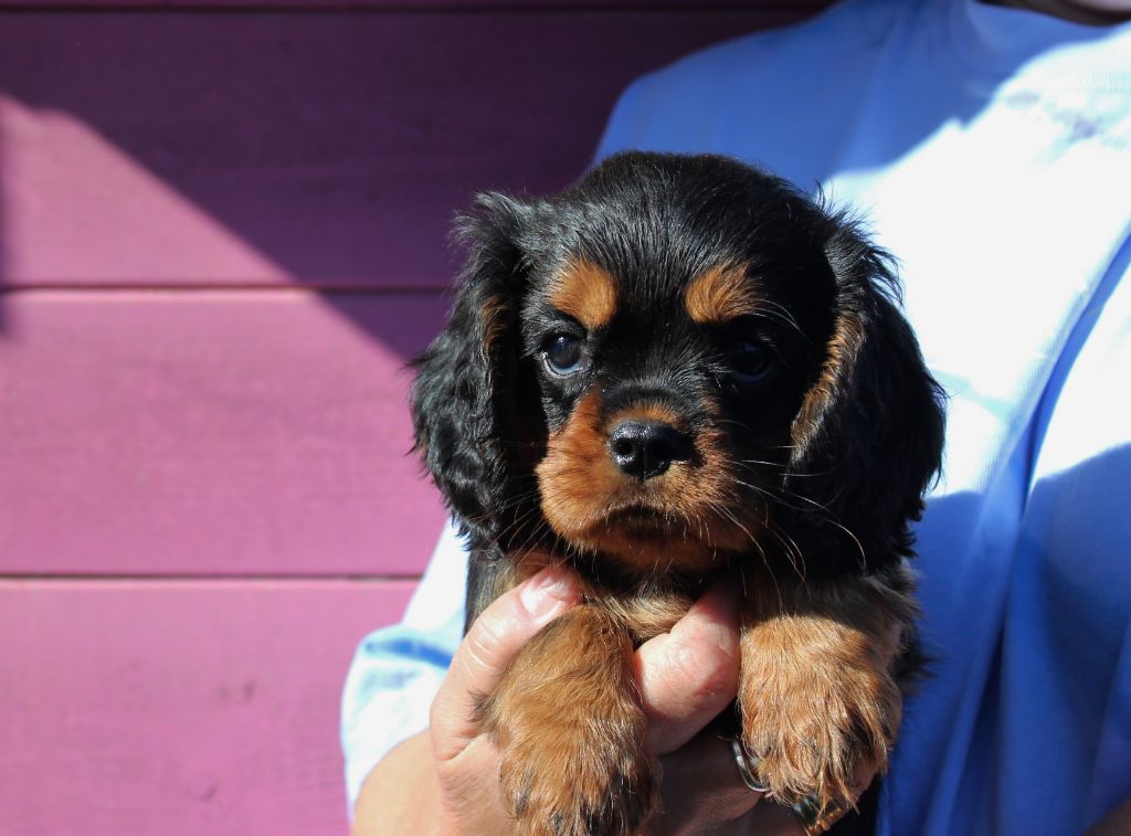 Du domaine des sylves - Chiot disponible  - Cavalier King Charles Spaniel