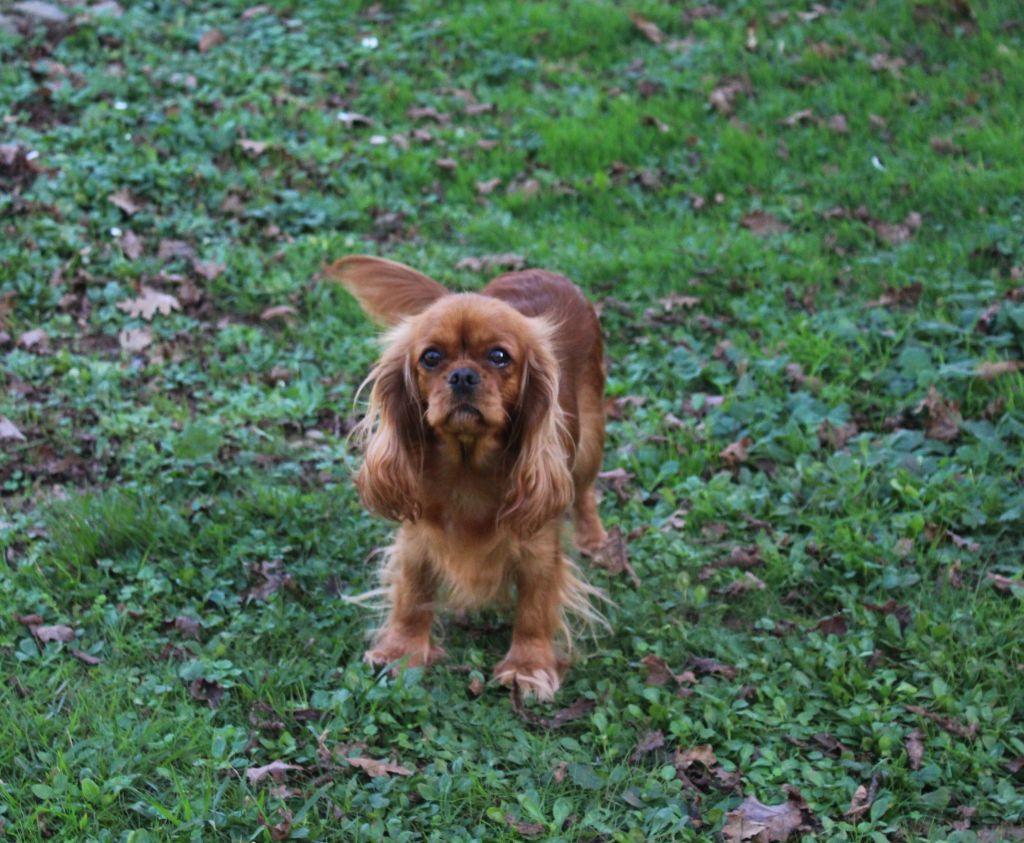 Tauriel des Merveilles De Bélen