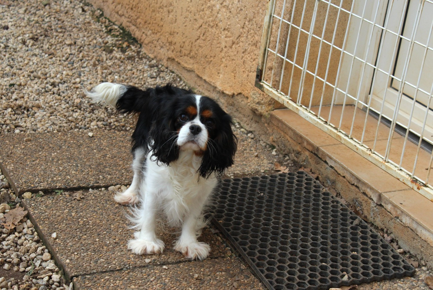 SOFIA du domaine de lavillette
