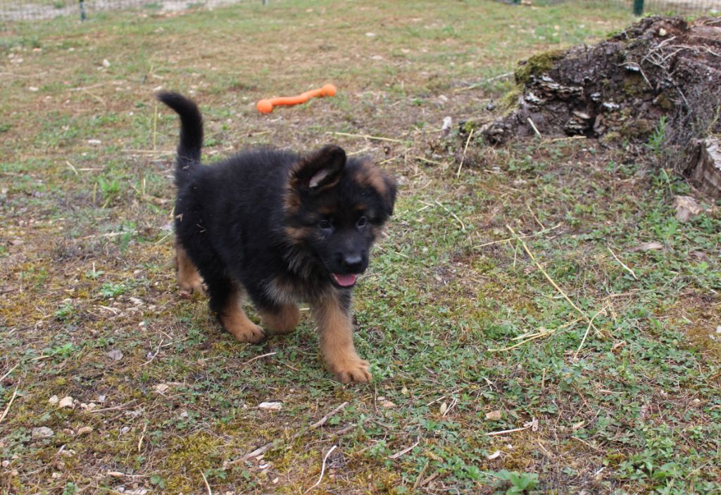 CHIOT 3