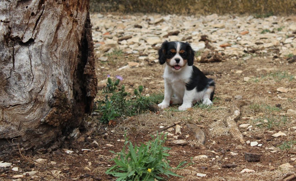 Du domaine des sylves - Chiots disponibles - Cavalier King Charles Spaniel