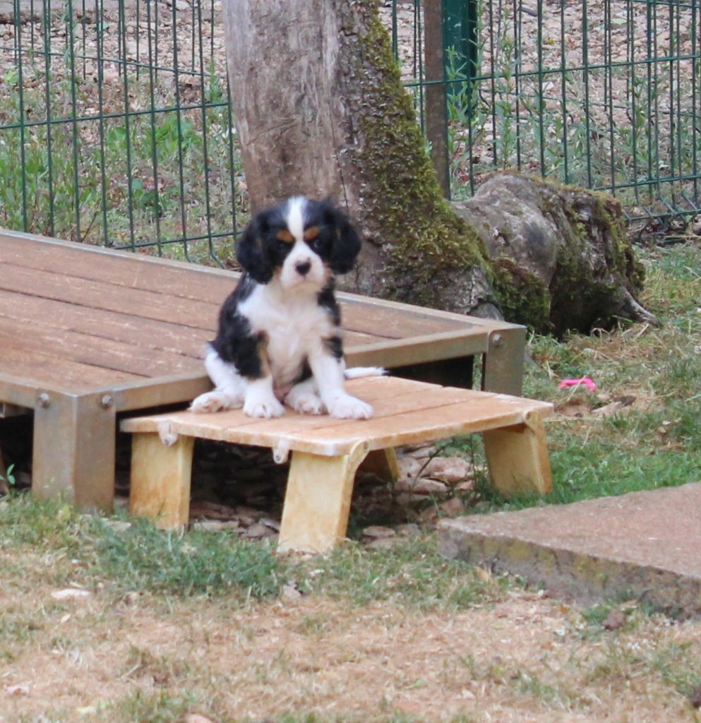 Du domaine des sylves - Chiots disponibles - Cavalier King Charles Spaniel