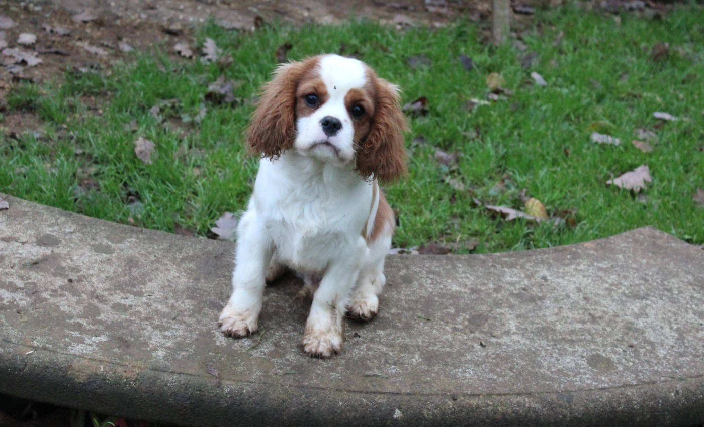 Du domaine des sylves - Chiots disponibles - Cavalier King Charles Spaniel