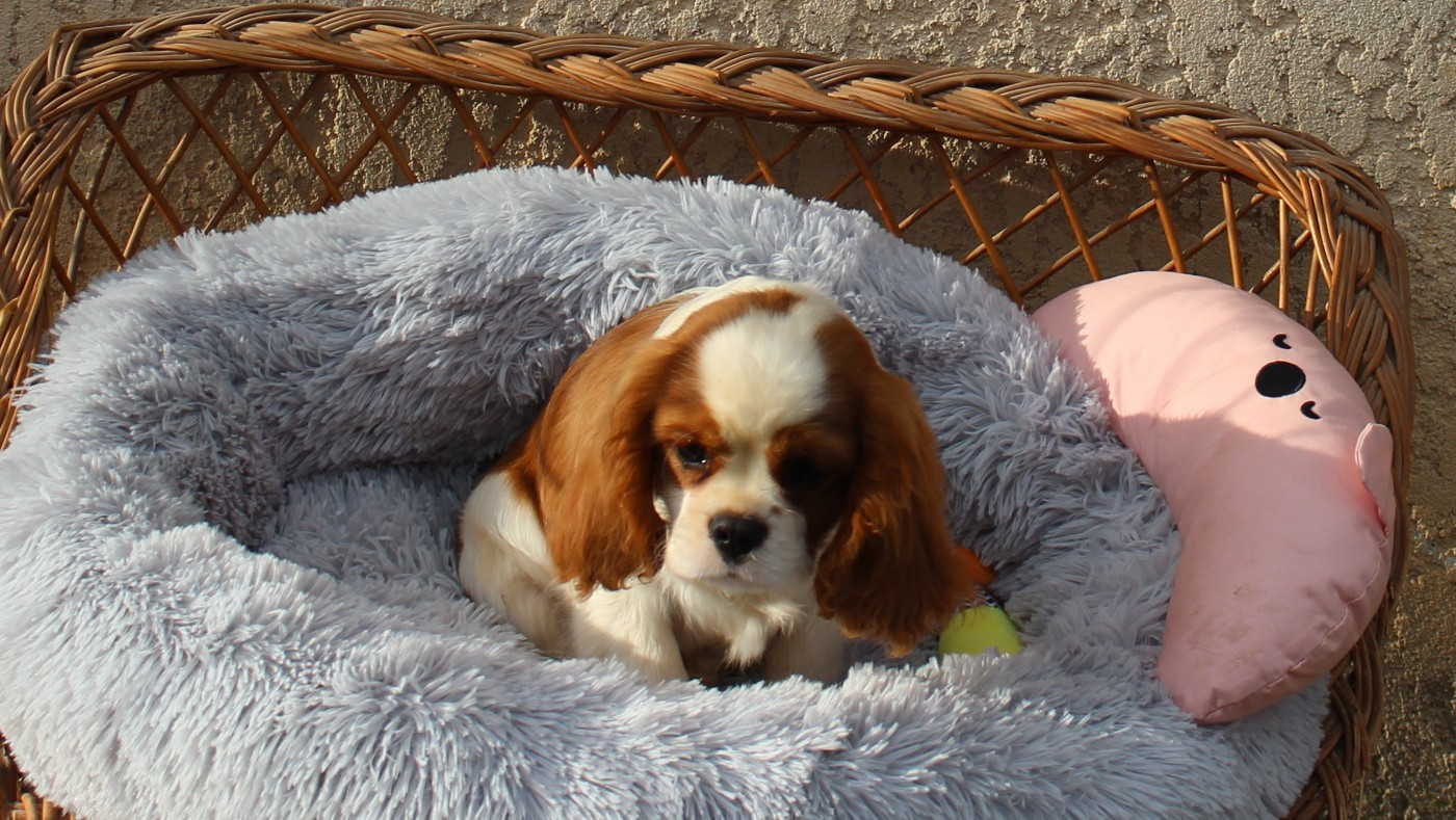 Du domaine des sylves - Chiots disponibles - Cavalier King Charles Spaniel