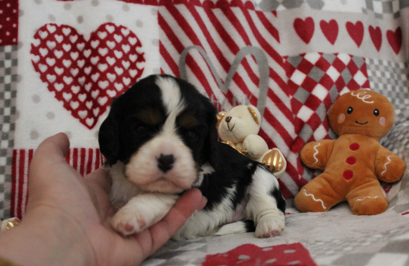 Du domaine des sylves - Chiots disponibles - Cavalier King Charles Spaniel