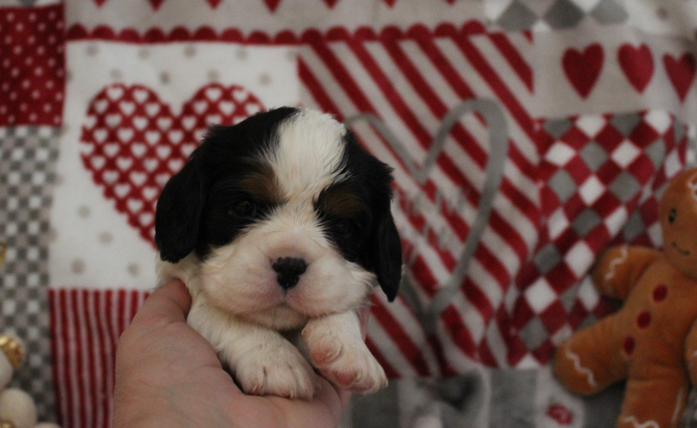 Du domaine des sylves - Chiots disponibles - Cavalier King Charles Spaniel