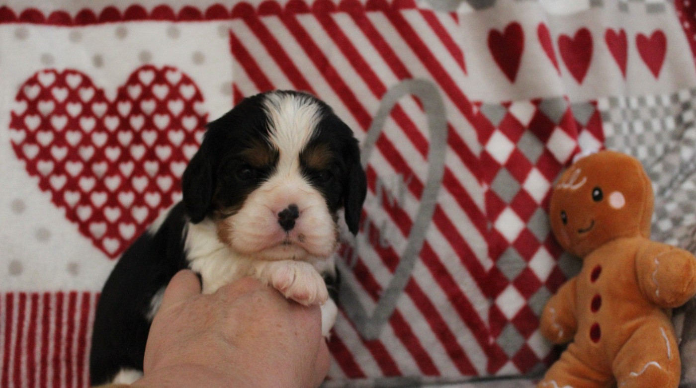 Du domaine des sylves - Chiots disponibles - Cavalier King Charles Spaniel