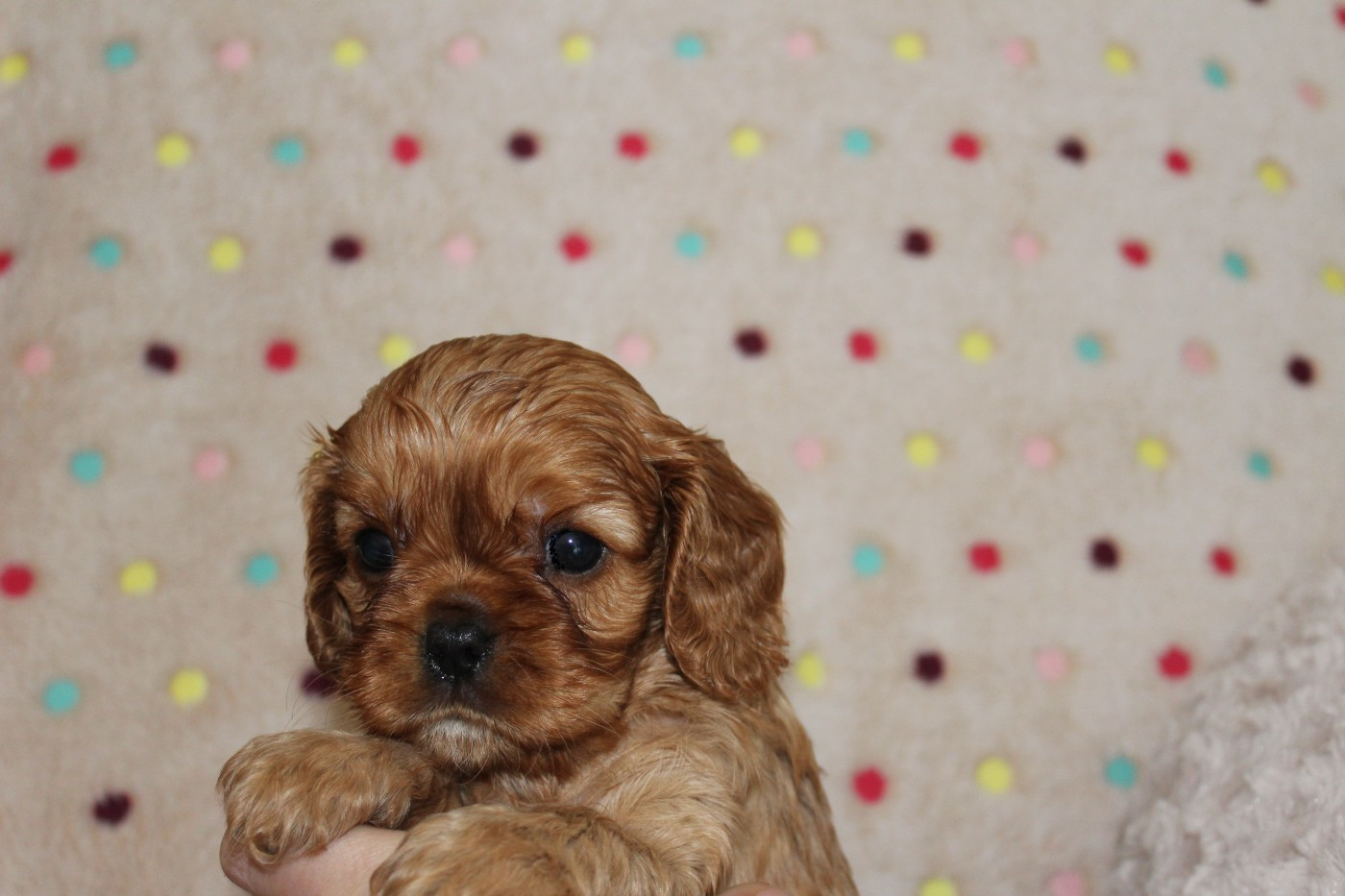 Du domaine des sylves - Chiots disponibles - Cavalier King Charles Spaniel