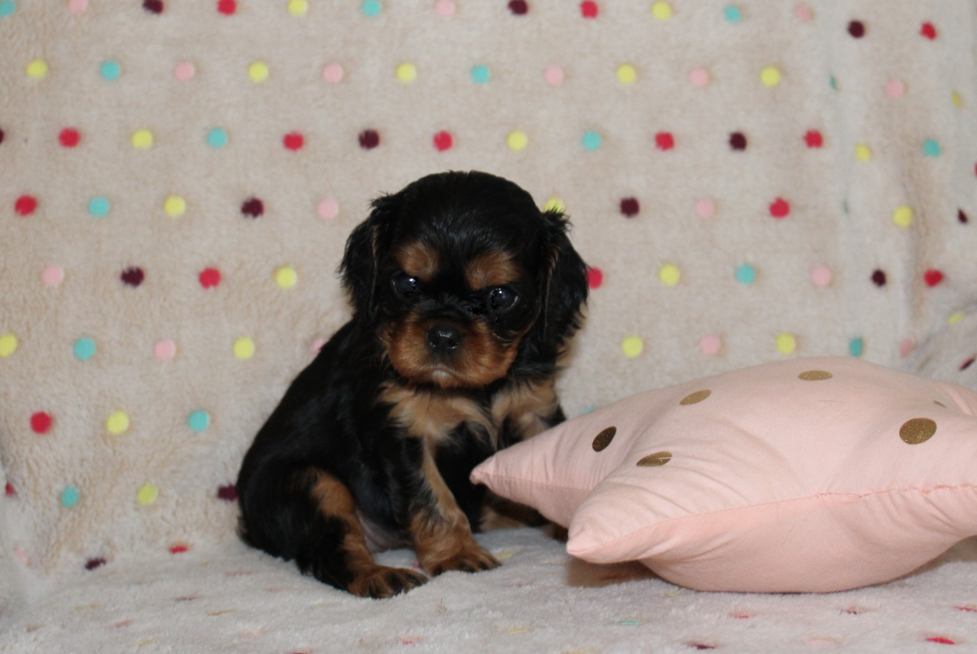 Du domaine des sylves - Chiots disponibles - Cavalier King Charles Spaniel