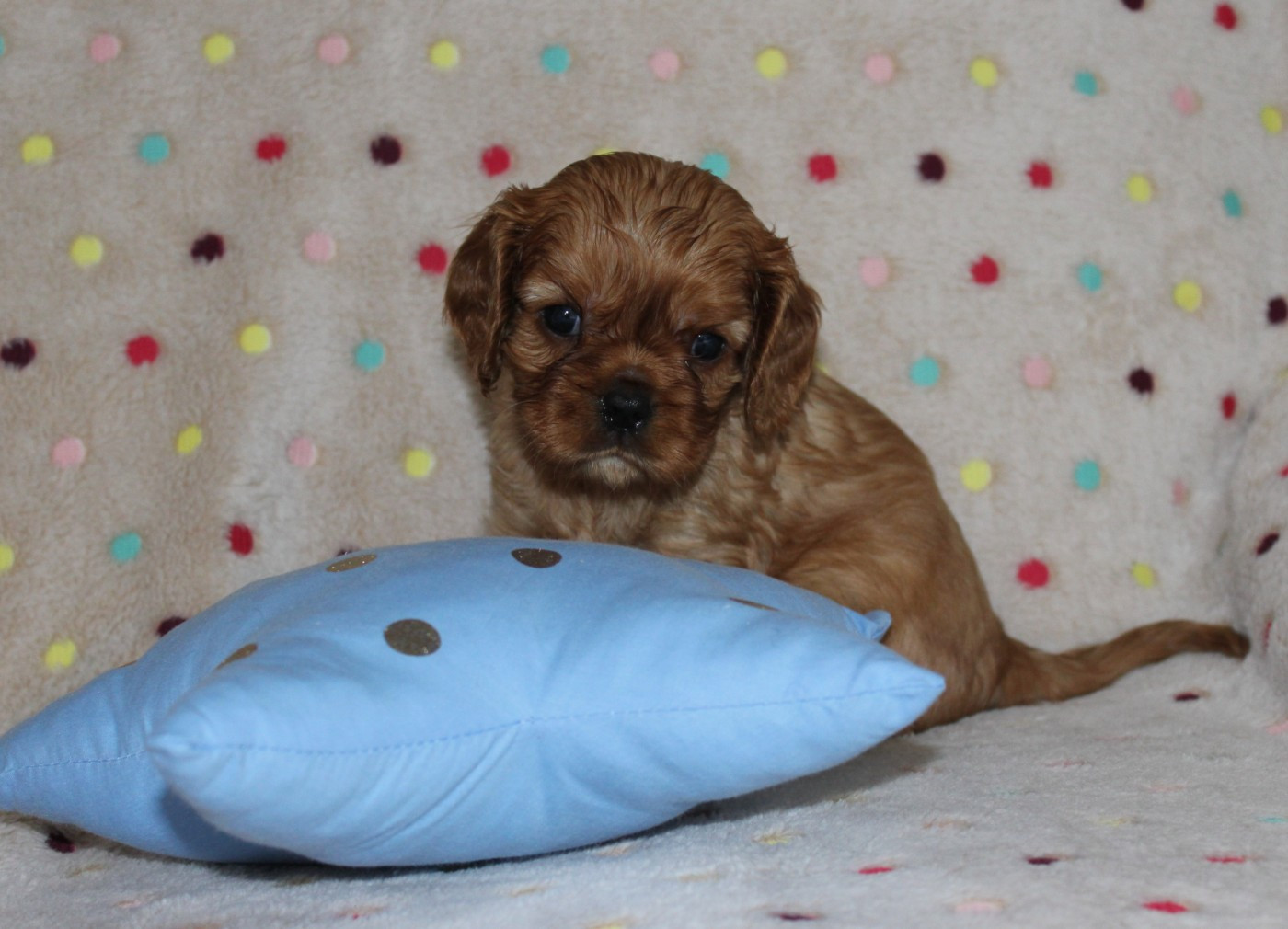 Du domaine des sylves - Cavalier King Charles Spaniel - Portée née le 25/12/2025