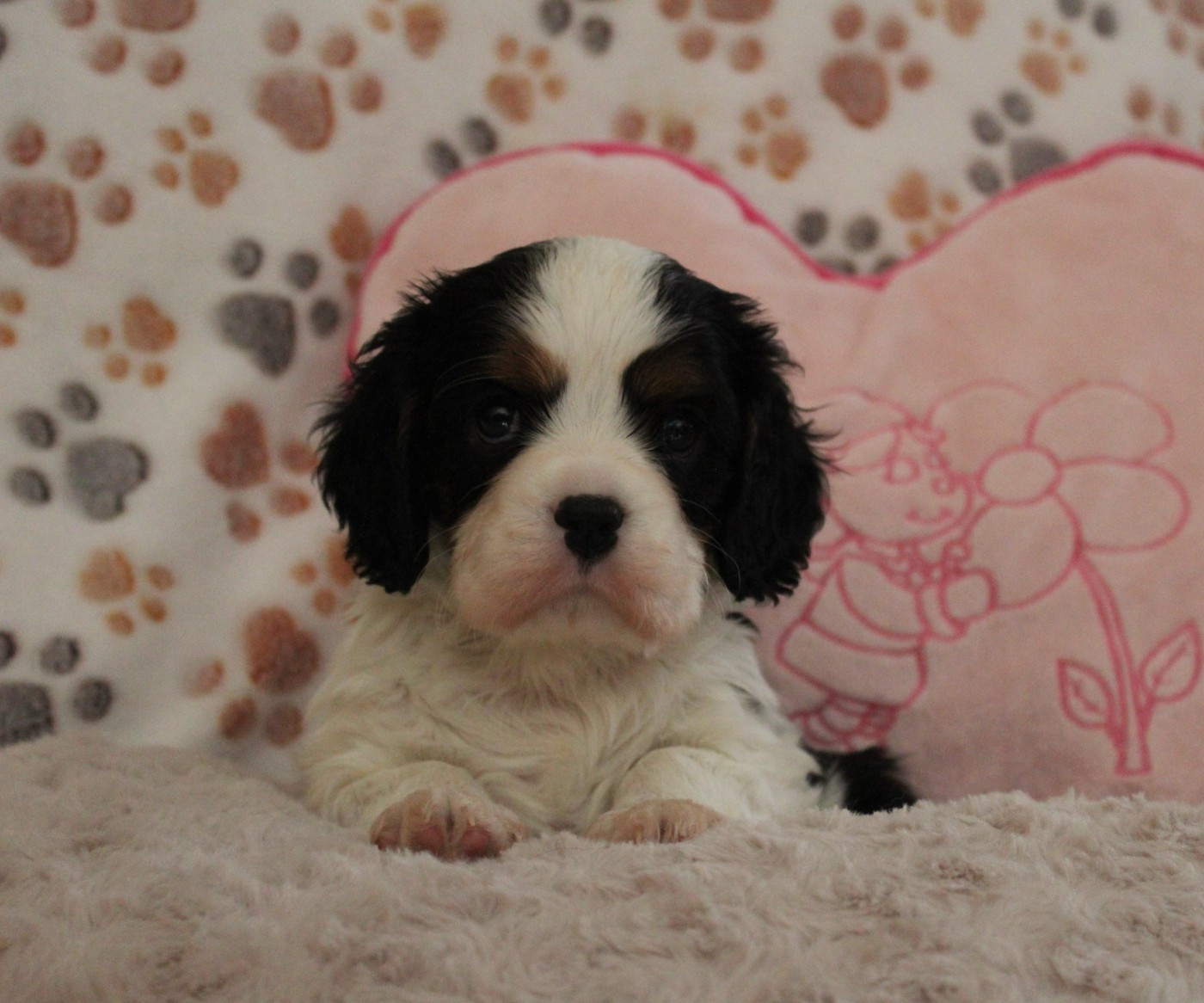 Du domaine des sylves - Chiots disponibles - Cavalier King Charles Spaniel