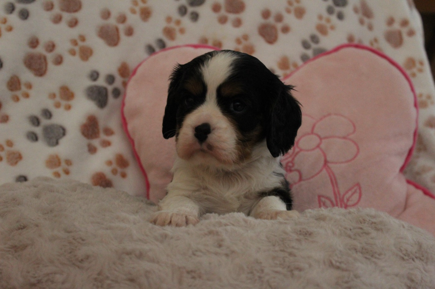 Du domaine des sylves - Chiots disponibles - Cavalier King Charles Spaniel