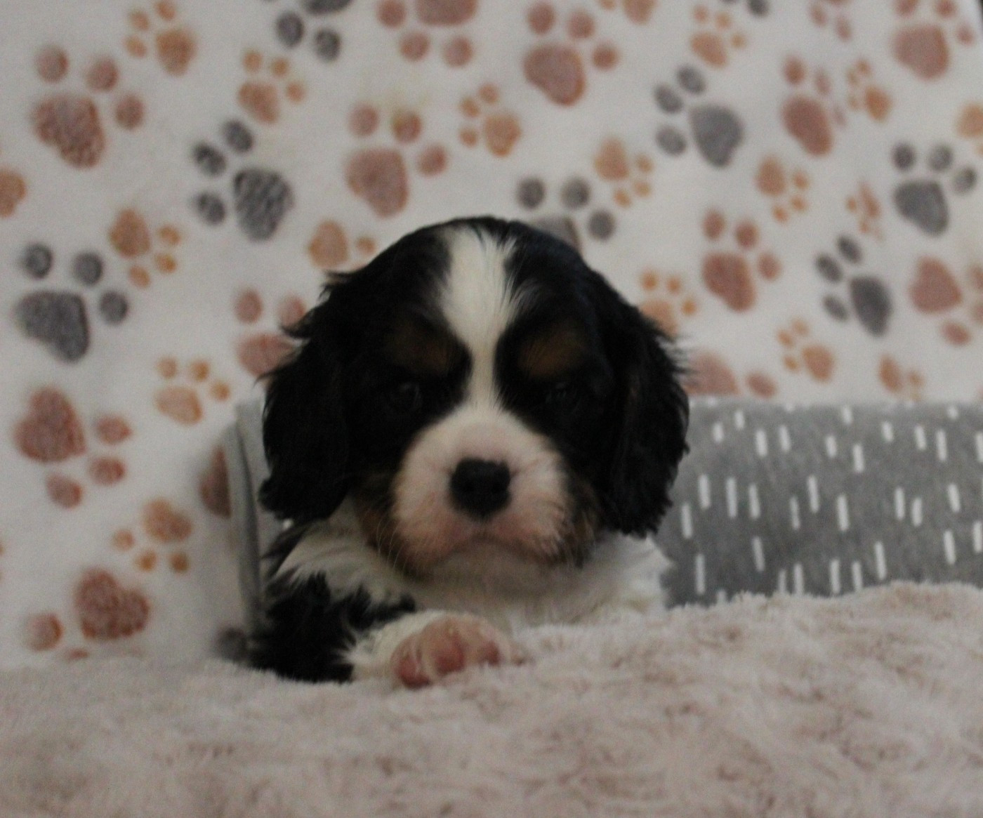 Du domaine des sylves - Chiots disponibles - Cavalier King Charles Spaniel