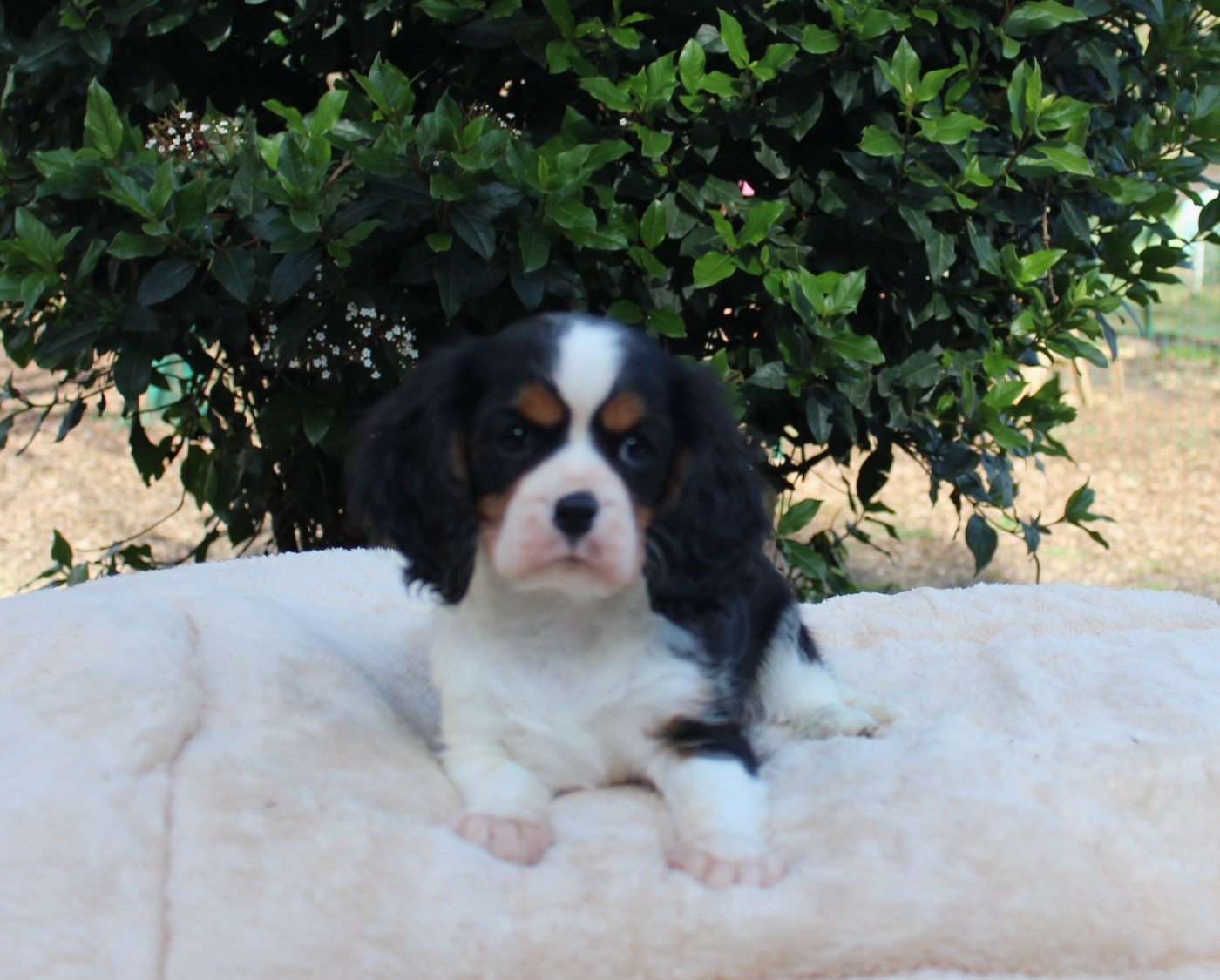 Du domaine des sylves - Chiots disponibles - Cavalier King Charles Spaniel