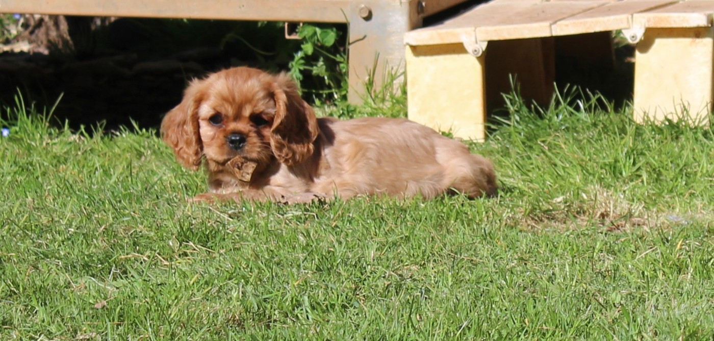 Du domaine des sylves - Chiots disponibles - Cavalier King Charles Spaniel
