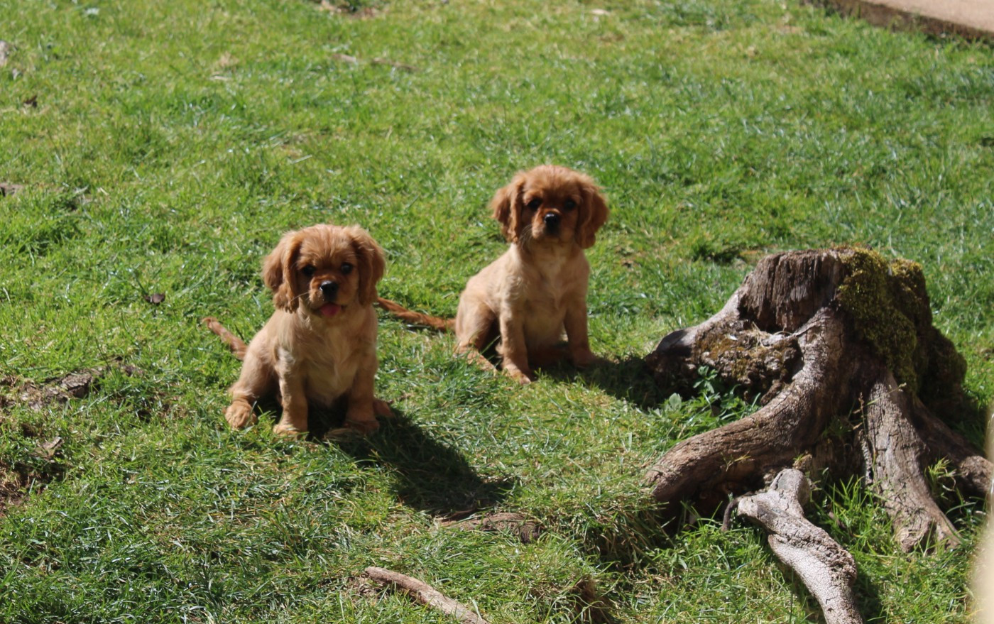 Du domaine des sylves - Chiots disponibles - Cavalier King Charles Spaniel