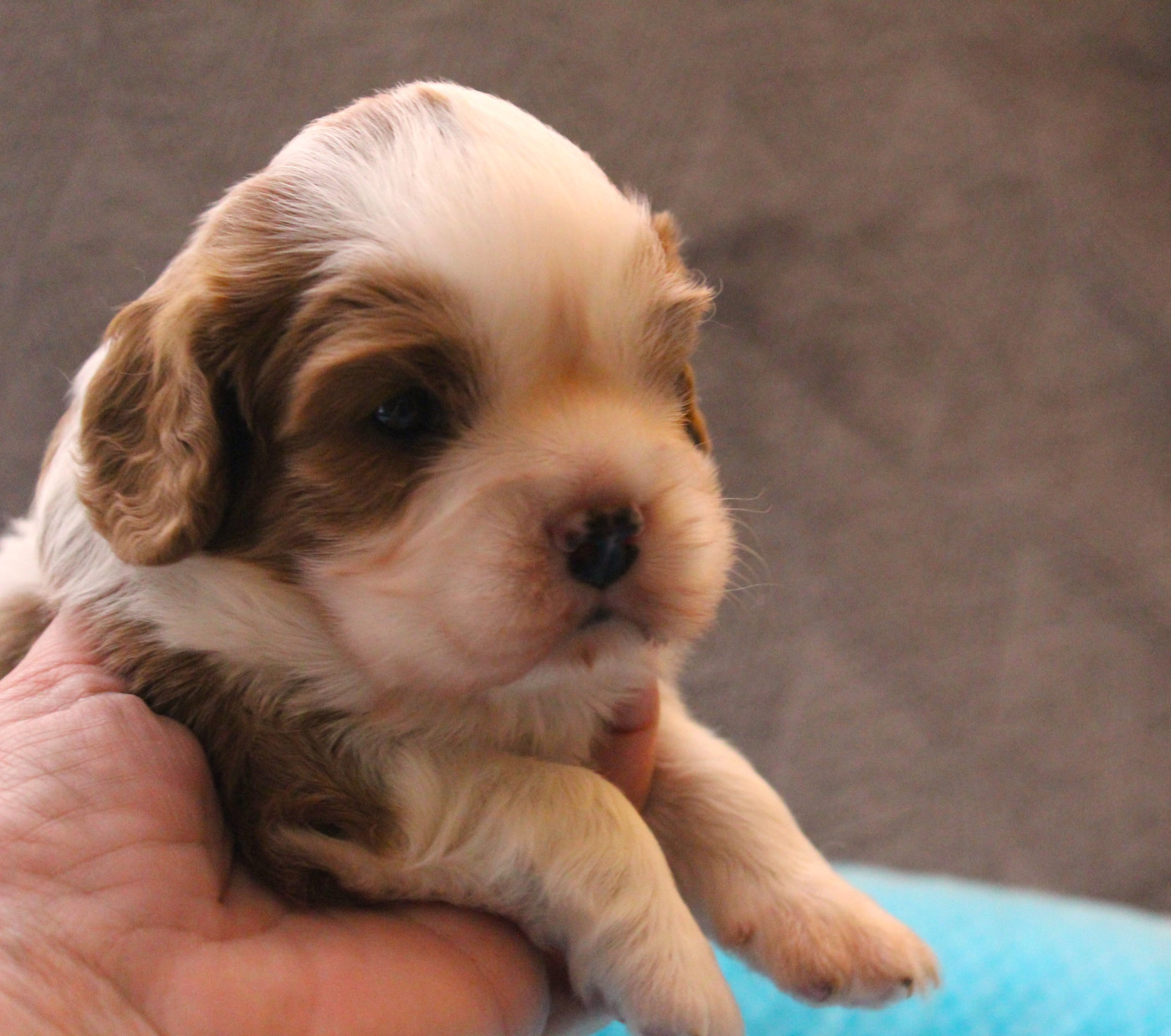 Chiot Cavalier King Charles Spaniel Du domaine des sylves