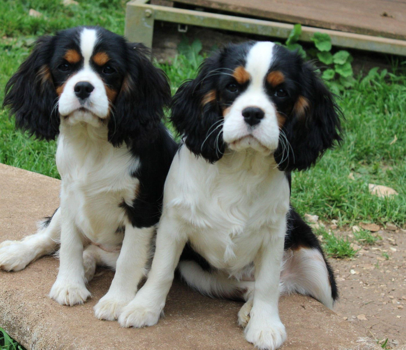 Du domaine des sylves - Chiots disponibles - Cavalier King Charles Spaniel