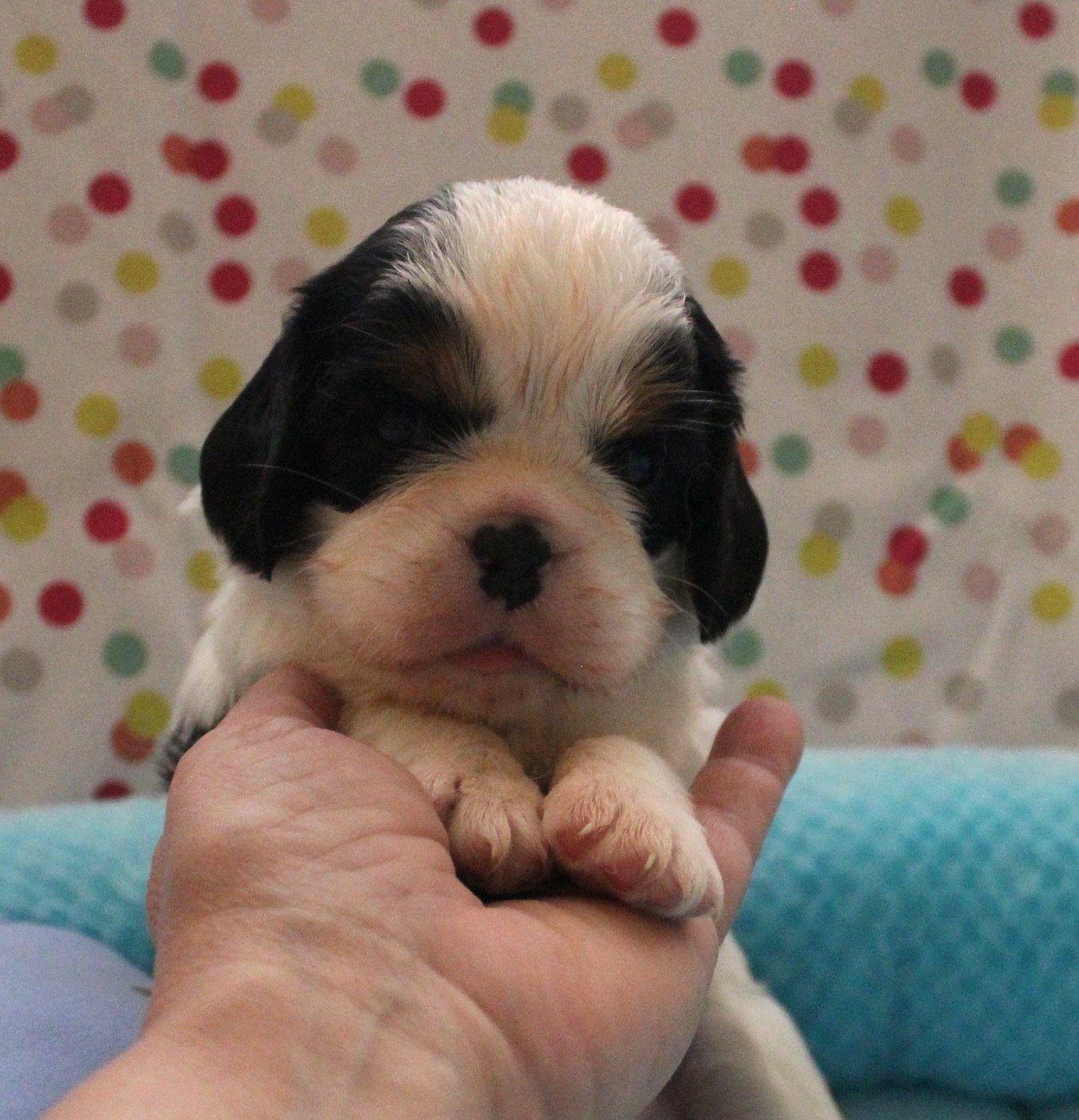 Du domaine des sylves - Chiots disponibles - Cavalier King Charles Spaniel